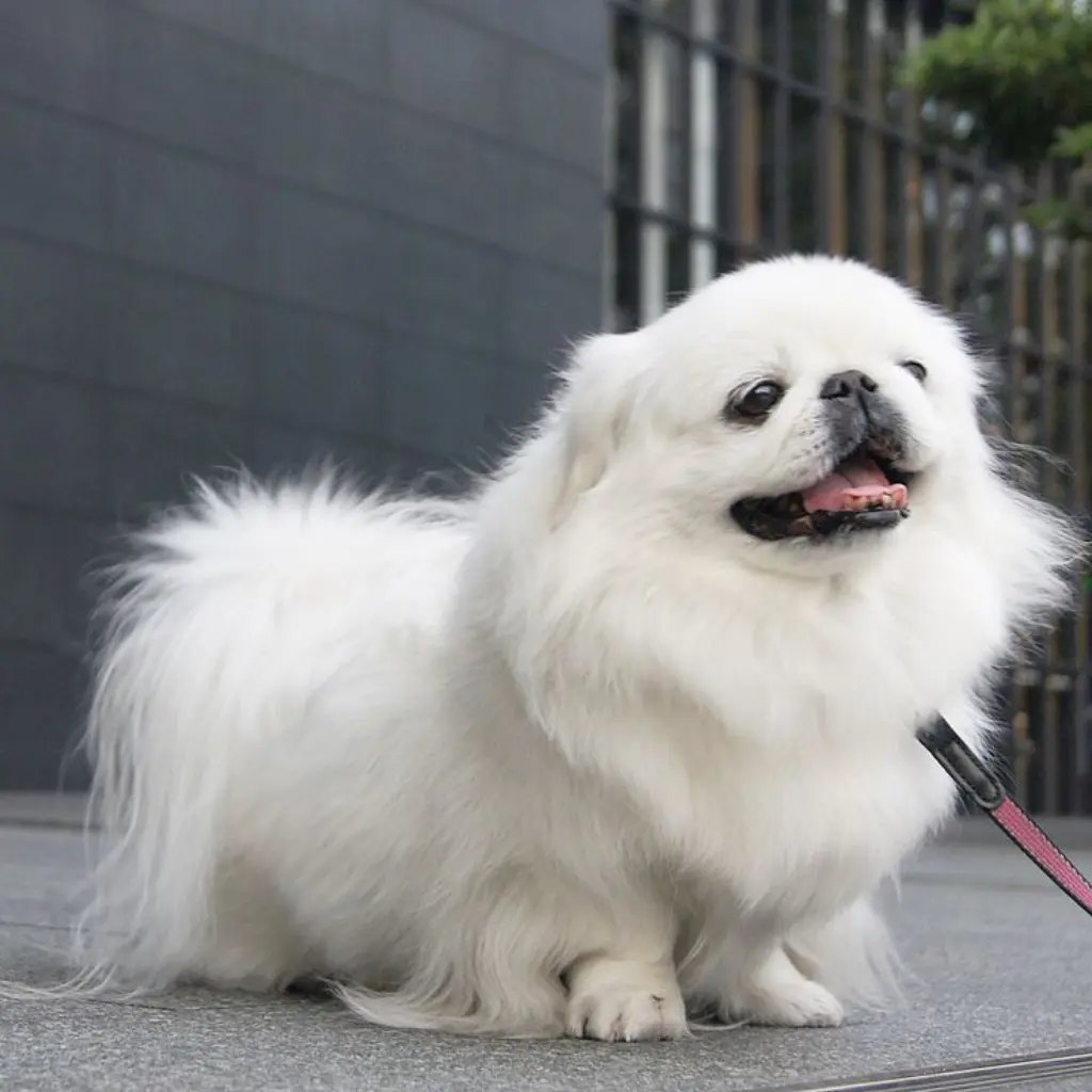 Pekinés Blanco de cuerpo entero