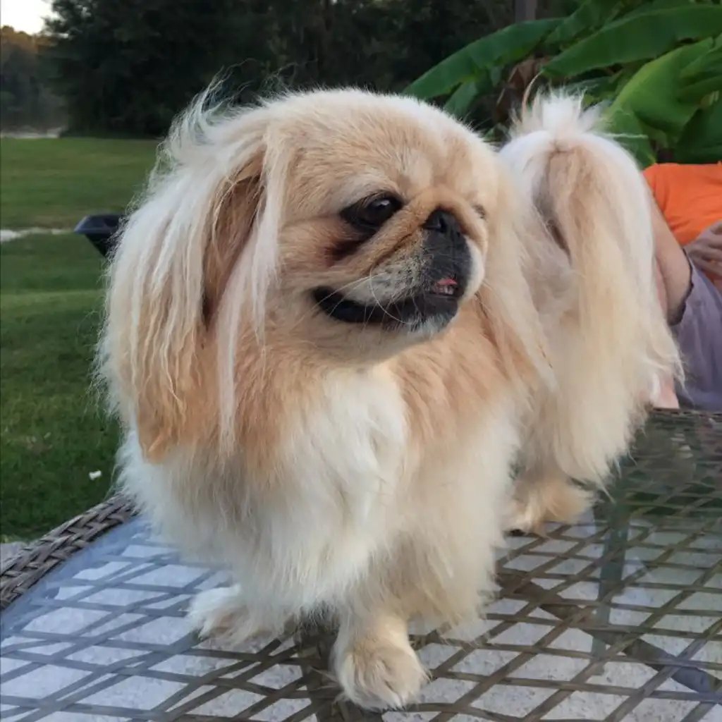 Pekinés Crema de cuerpo entero