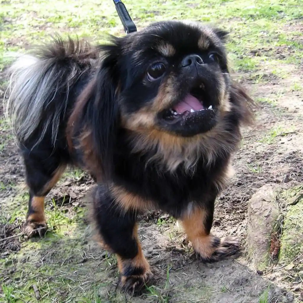 Pekinés Negro y Fuego de cuerpo entero