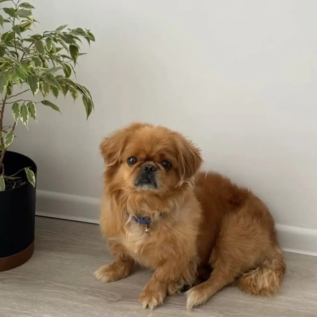 Pekinés Rojo de cuerpo entero