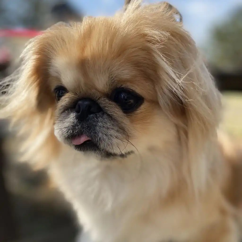 Pekinés crema, foto real del criadero