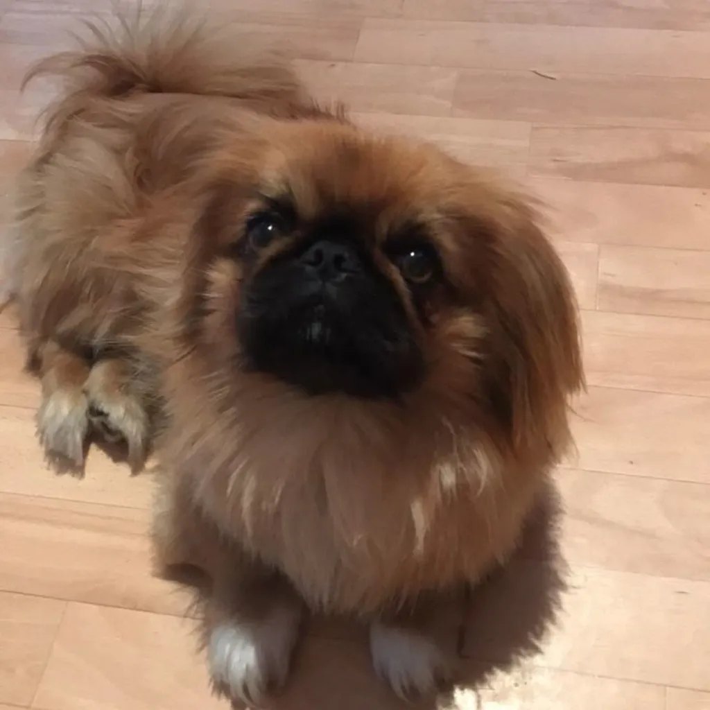 Pekinés rojo del criadero