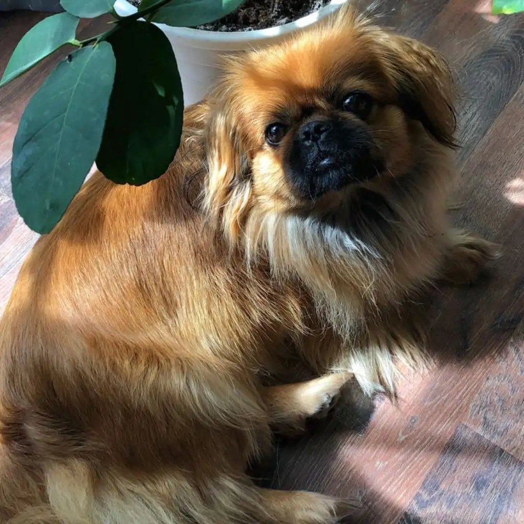 Pekinés rojo en Medellín, ejemplar del criadero